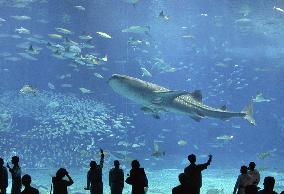 Huge aquarium opens in Okinawa Pref.